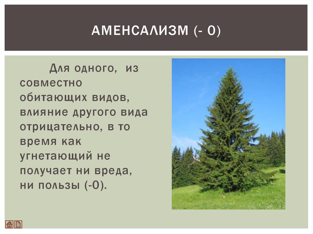 Аменсализм. Аменсализм +0. Аменсализм это в биологии. Аменсализм ель.