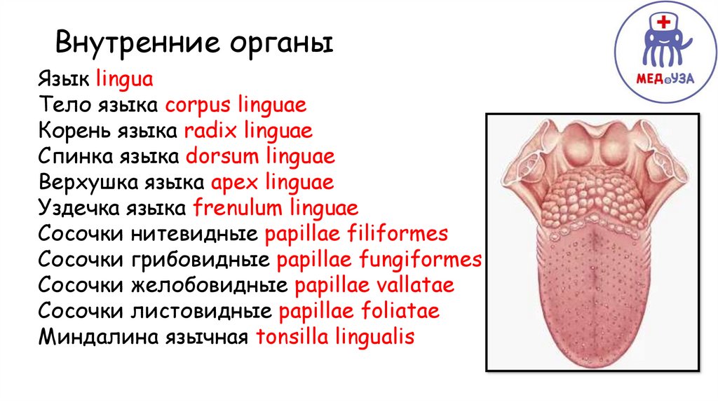 Thyreogenus латынь. Строение языка у человека на латыни. Сосочки языка на латинском.