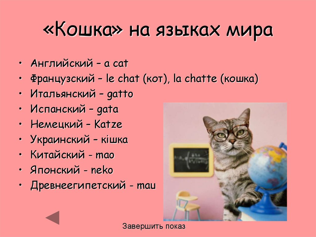 Кот на английском языке перевод. Клички для кошек. Имена для кошек девочек. Кличка. Красивые имена для кошек девочек.