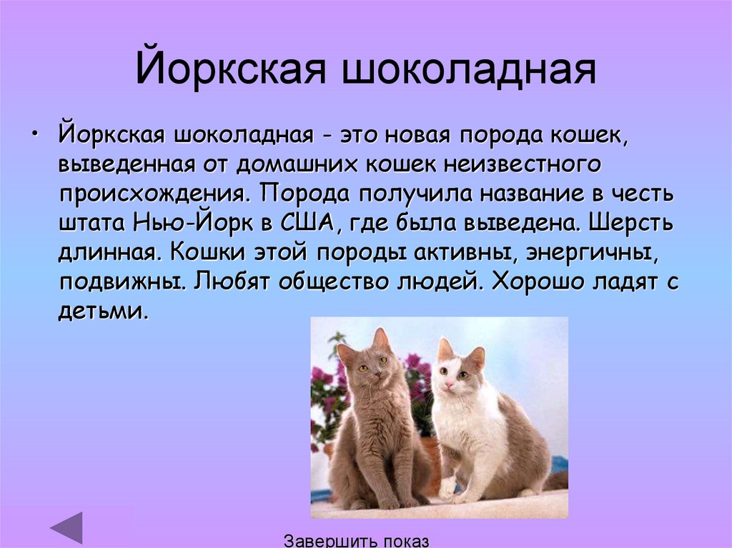 Проект кошки презентация