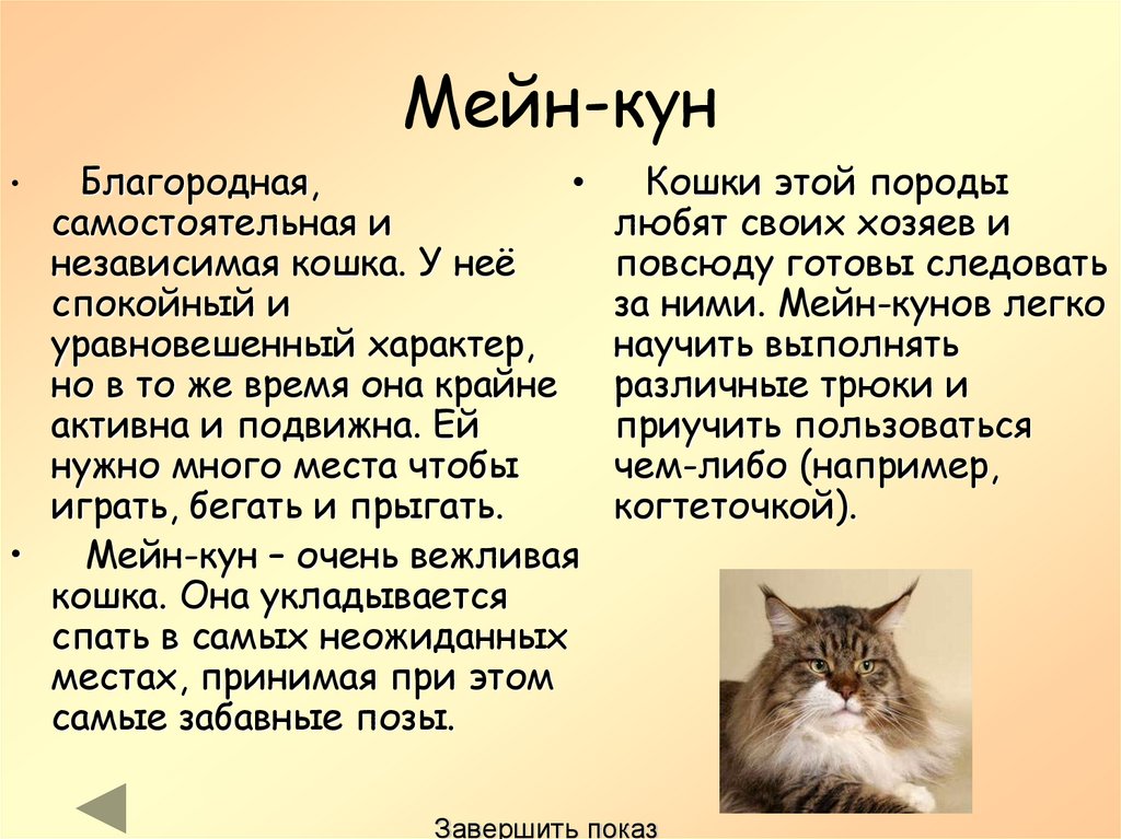 Особенности кошек мейн кун. Кошки породы Мейн кун описание. Рассказ о породе кошек Мейн кун. Порода кошек Мейн кун доклад. Кошки Мейн куны характеристики.