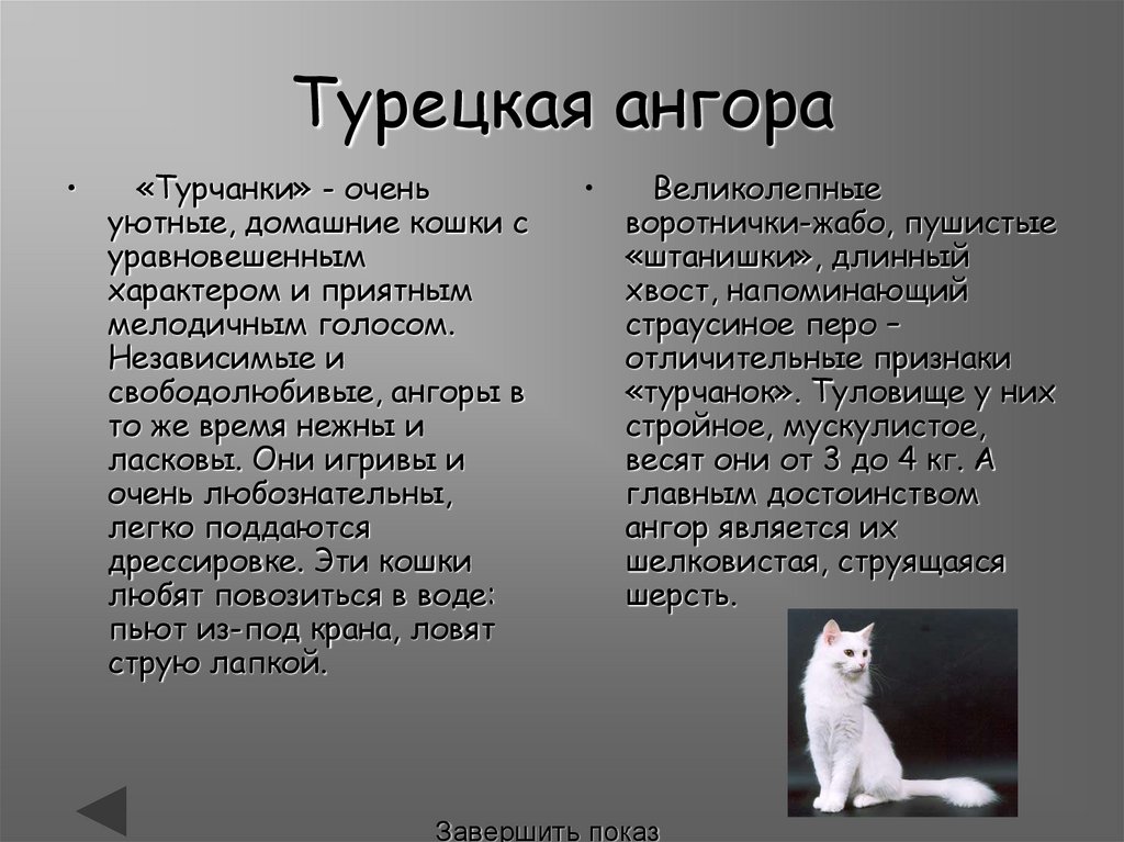 Описание характера пород кошек