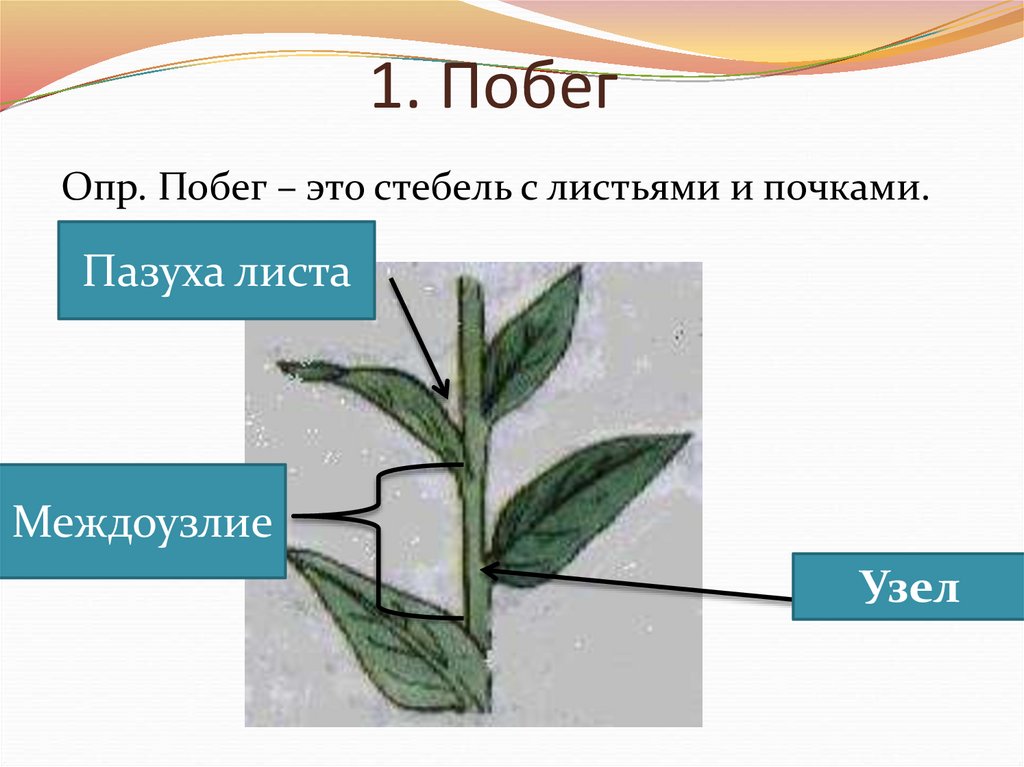 Междоузлие у растений