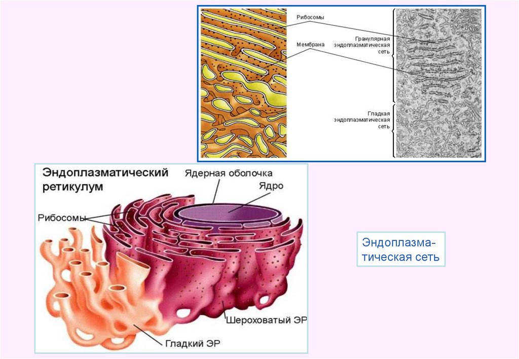 Шероховатая эндоплазматическая сеть функции. Эндоплазматическая сеть ретикулум функции. Эндоплазматическая сеть рисунок гладкая и шероховатая. Эндоплазматическая сеть гладкая и гранулярная рисунок. Гранулярная эндоплазматическая сеть рисунок.