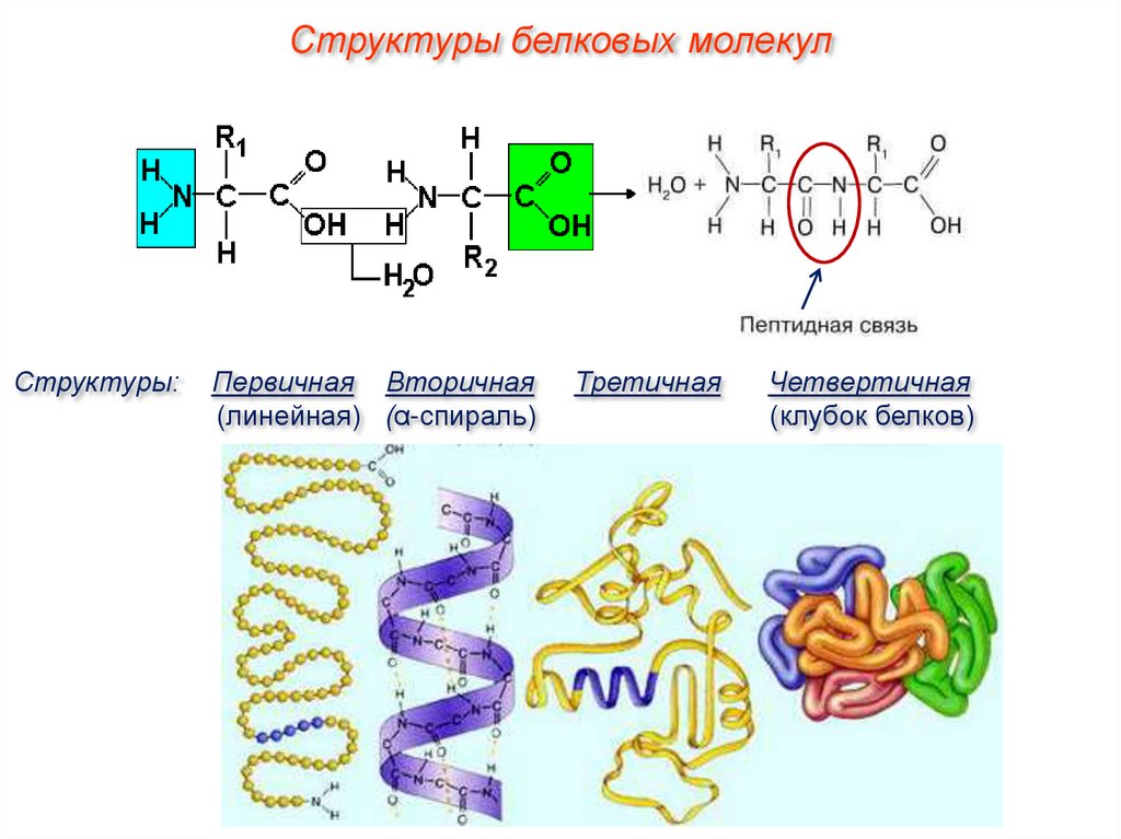 В молекулах белков связь