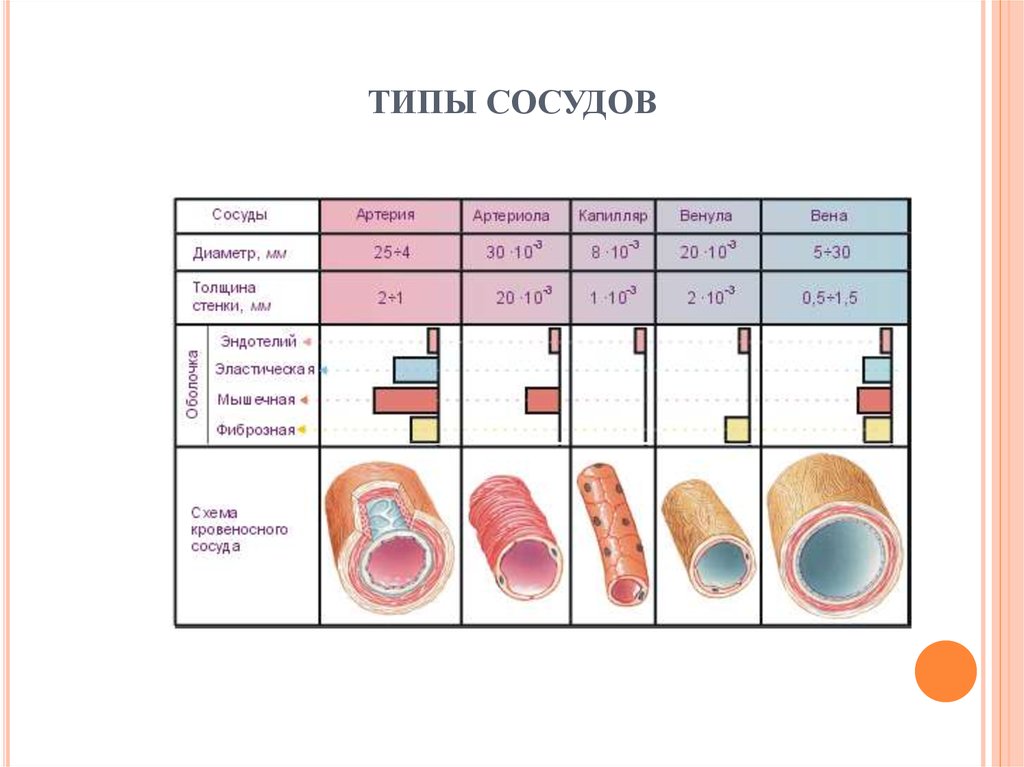 Кровеносные сосуды виды. Строение артерии таблица. Классификация сосудов таблица. Типы кровеносных сосудов. Строение и классификация сосудов.