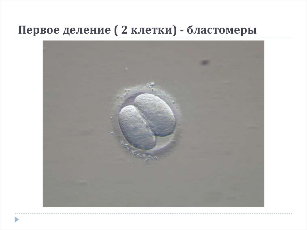 Первое деление клетки