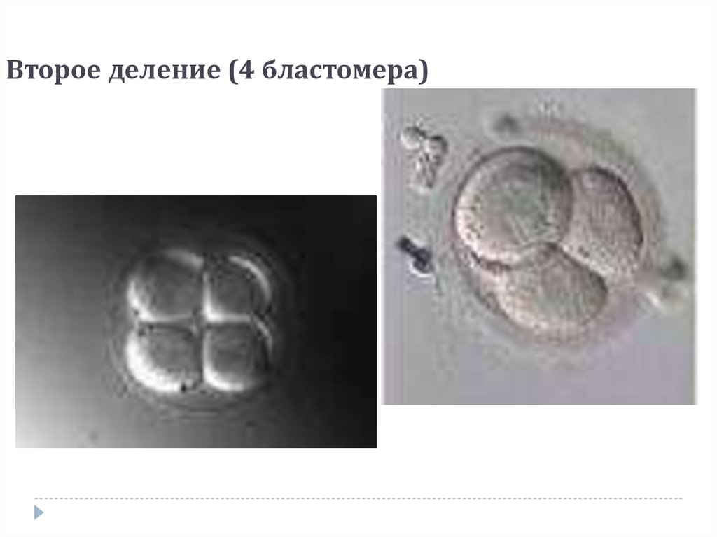 Первое и второе деление