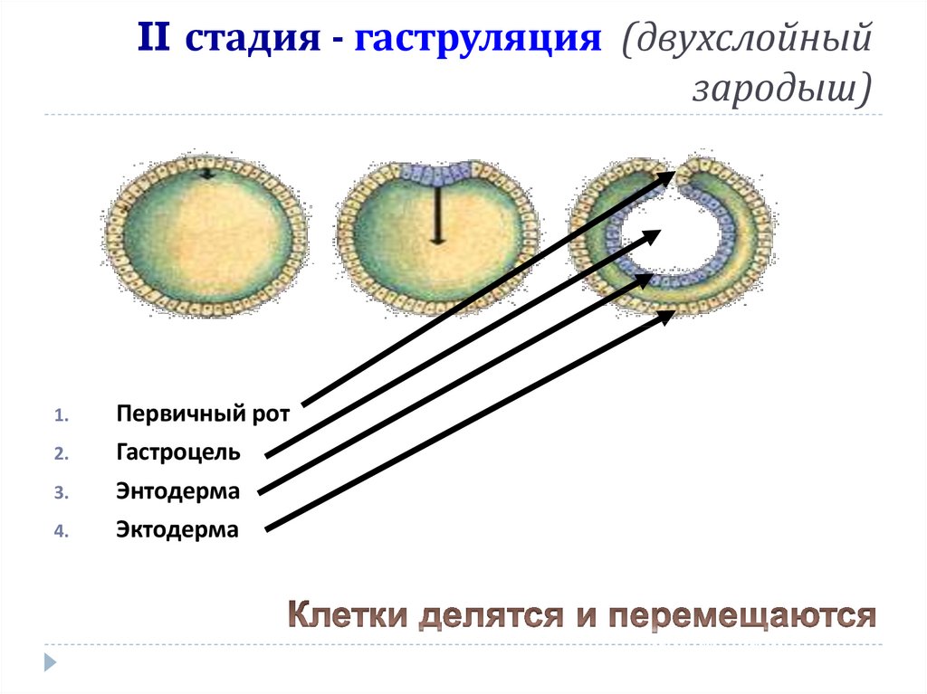 Формируется двухслойный зародыш