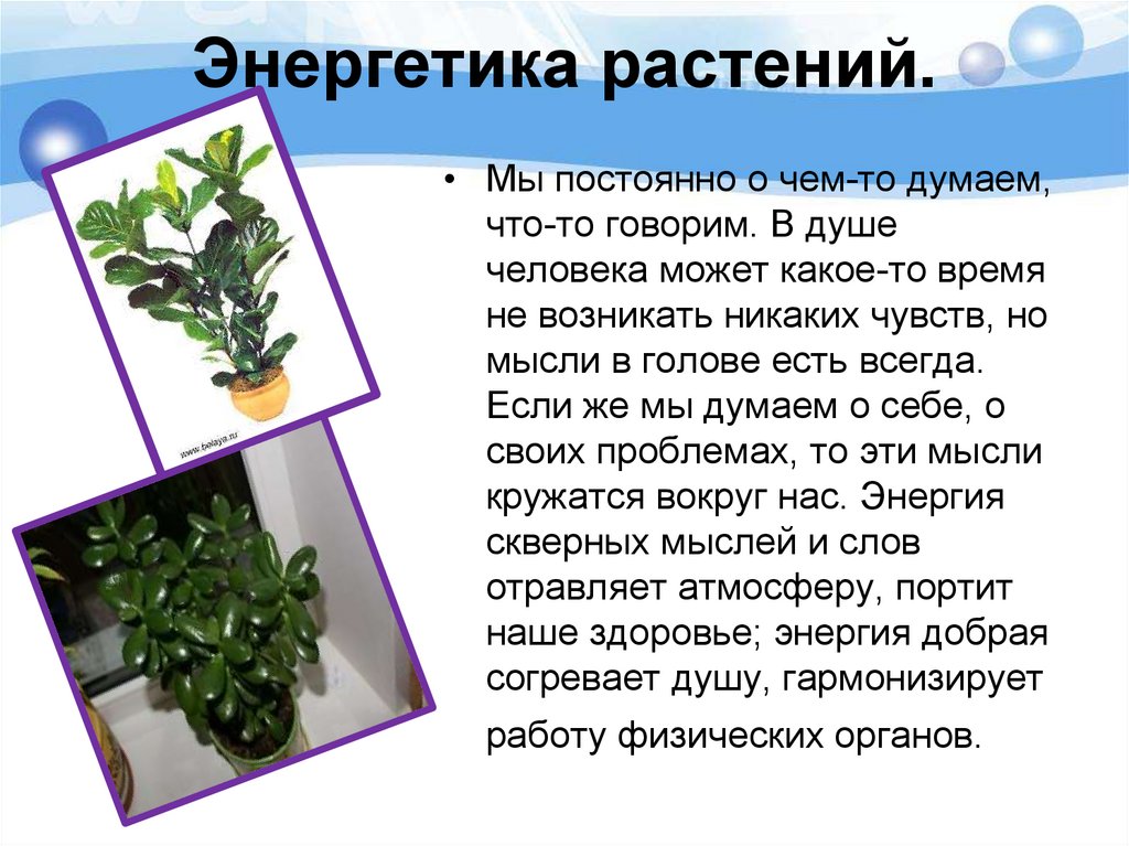 Доклад по теме Влияние комнатных растений на среду обитания человека