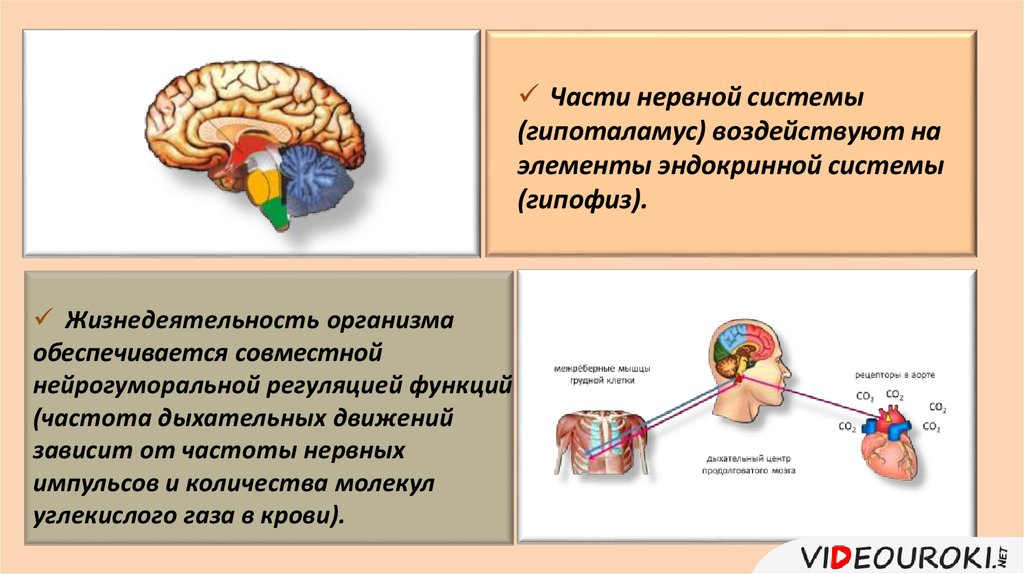 Биология 8 класс автономный отдел нервной системы. Нейрогуморальная регуляция отдел мозга. Нейрогуморальная регуляция в головном мозге. Нейрогуморальная регуляция промежуточный мозг. Автономный отдел нервной системы нейрогуморальная регуляция.