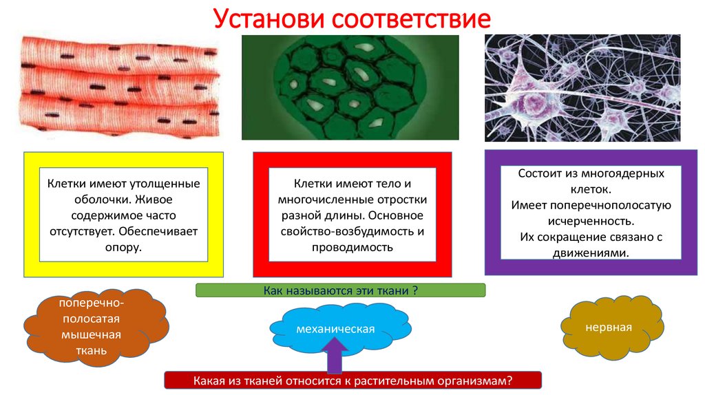 Презентация урок игра по биологии 8 класс презентация