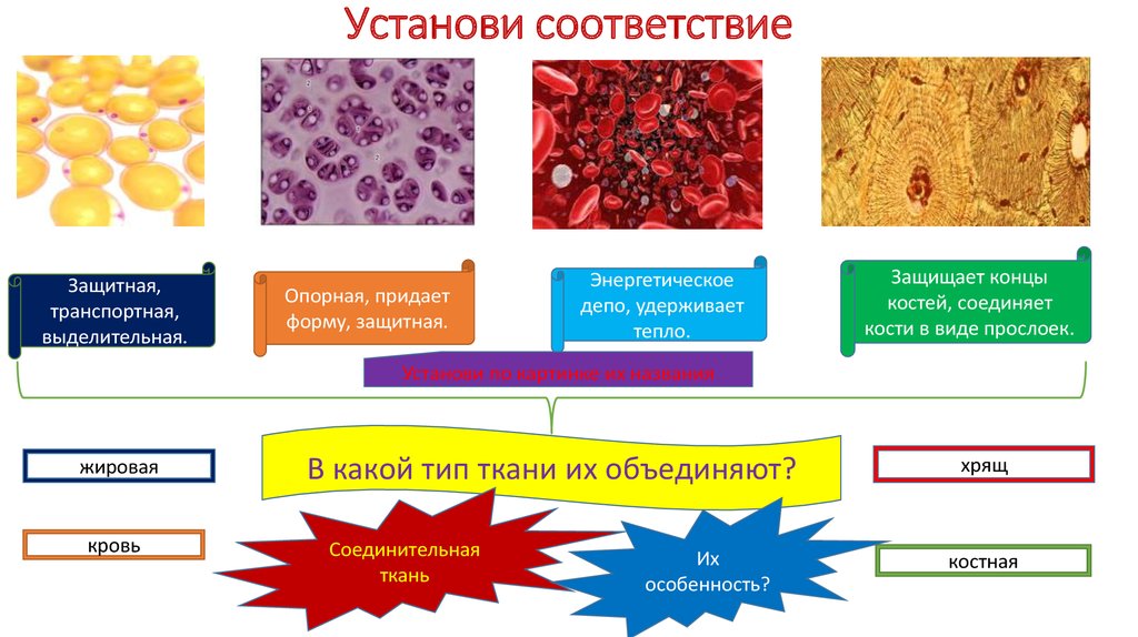 Установите соответствие видов тканей. Соединительная ткань кровь особенности строения. Форма соединительной ткани выполняет транспортную защитную функцию. Кровь хрящи кости относятся к типу ткани. Кожа кровь хрящи уровень организации.