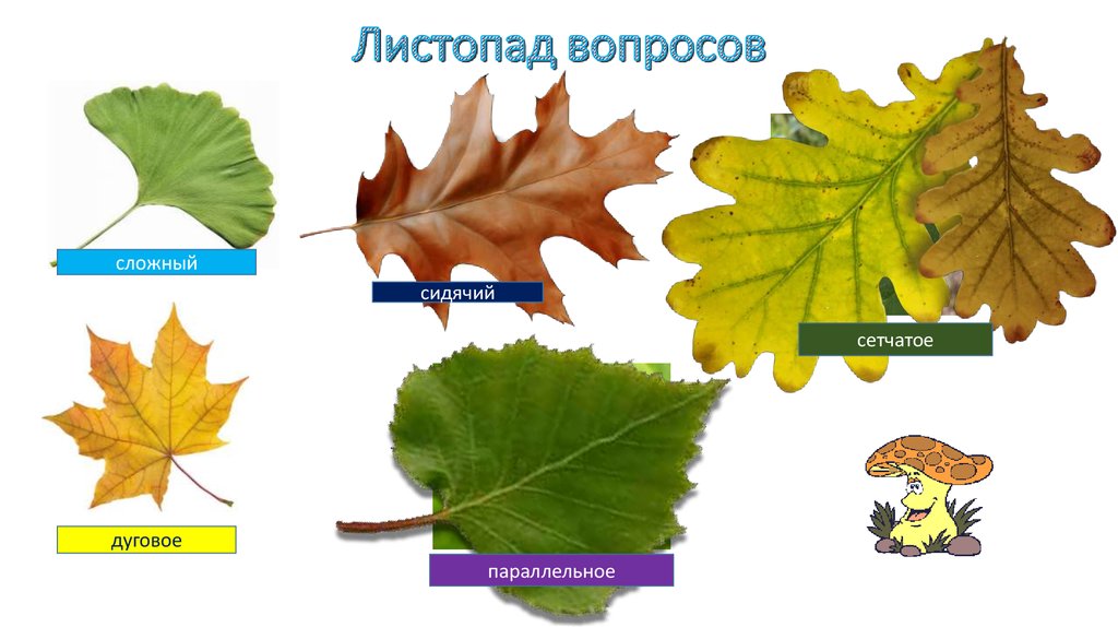 Листопад вопросы. Вопросы про листопад. Интеллектуальная игра «листопад вопросов».