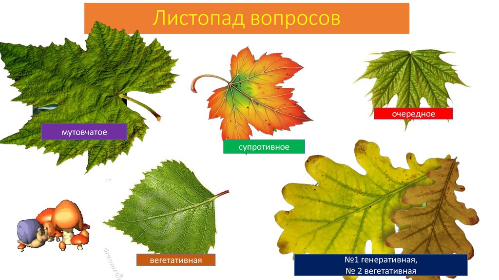 Листопад вопросы. Вопросы про листопад.