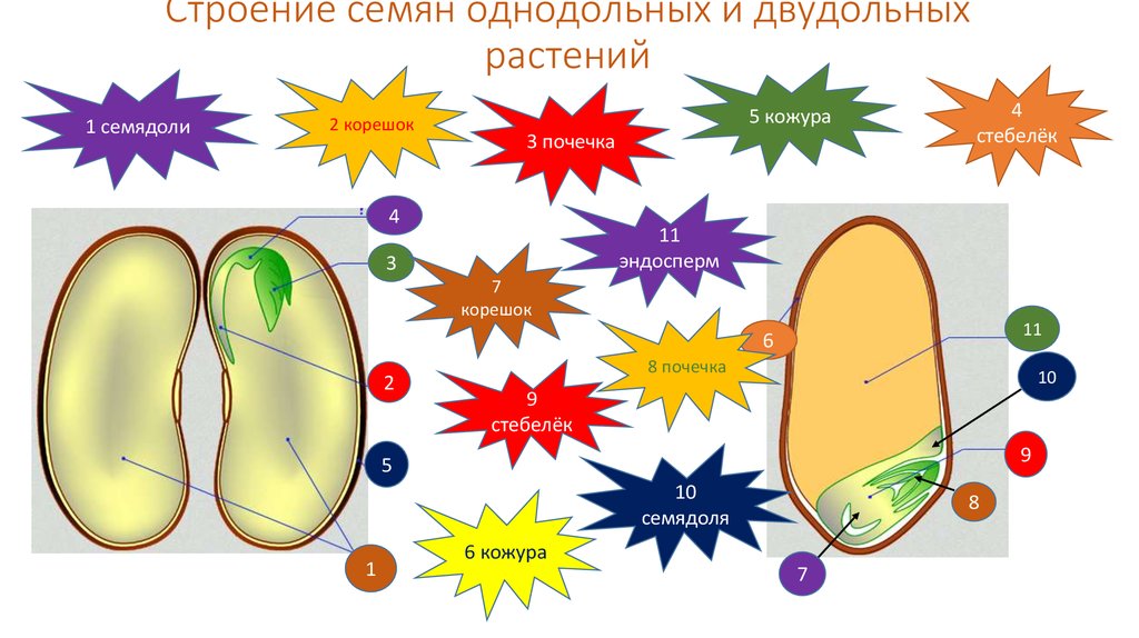 Части семени цветка. Строение однодольных и двудольных растений. Строение семян однодольных и двудольных растений. Строение семени однодольного растения. Строение семени однодольных и двудольных.