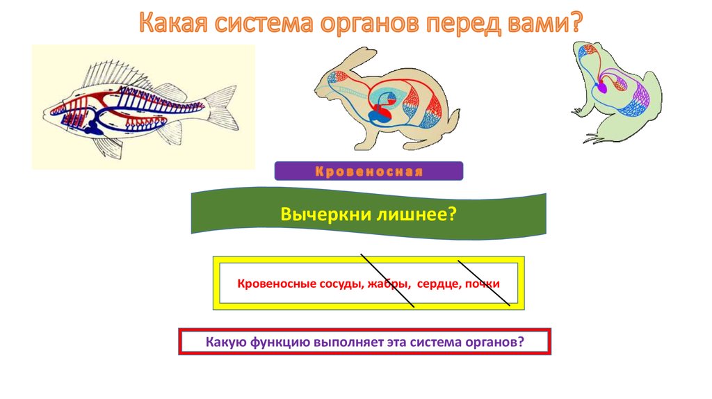 Имеют системы органов. Какие системы органов. Какую функцию выполняют жабры. Что какие системы. Формы жабр названия.