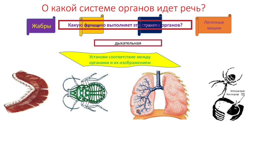 О каких системах идет речь. О какой системе органов идет речь. Какие органы участвуют в системе речи. О какой системе органов идет речь отметь правильный ответ.