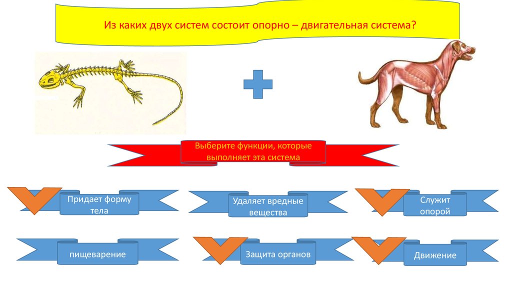 Он состоит из двух. Из каких систем состоит по.