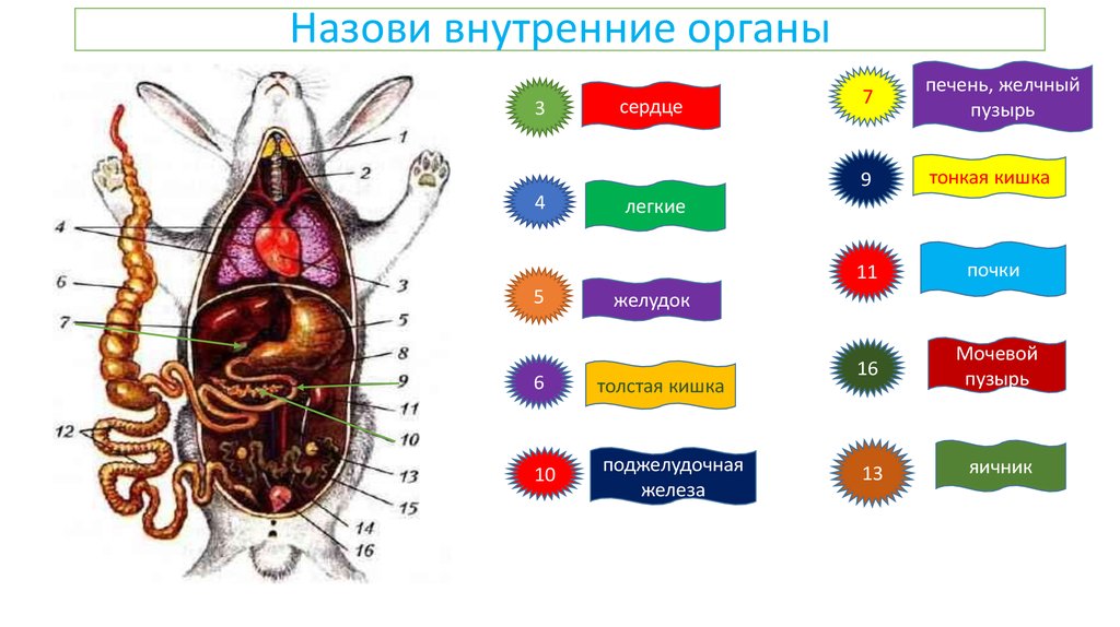 Цвет органов человека. Система внутренних органов. Цвета внутренних органов человека. Какими цветами обозначаются системы органов. Обозначение цветами систем органов.