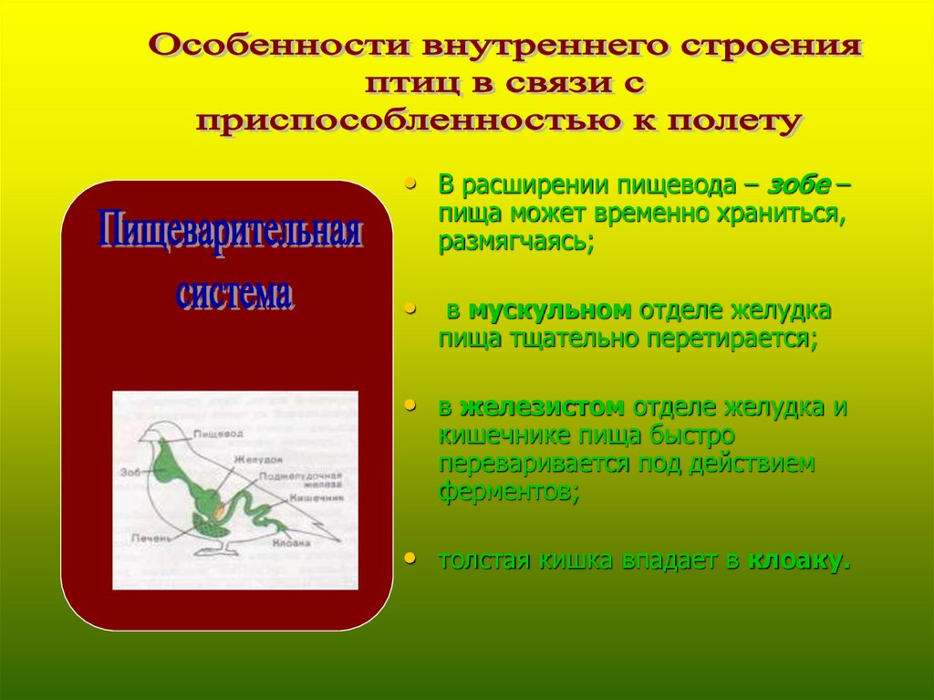 Особенности внутренней информации