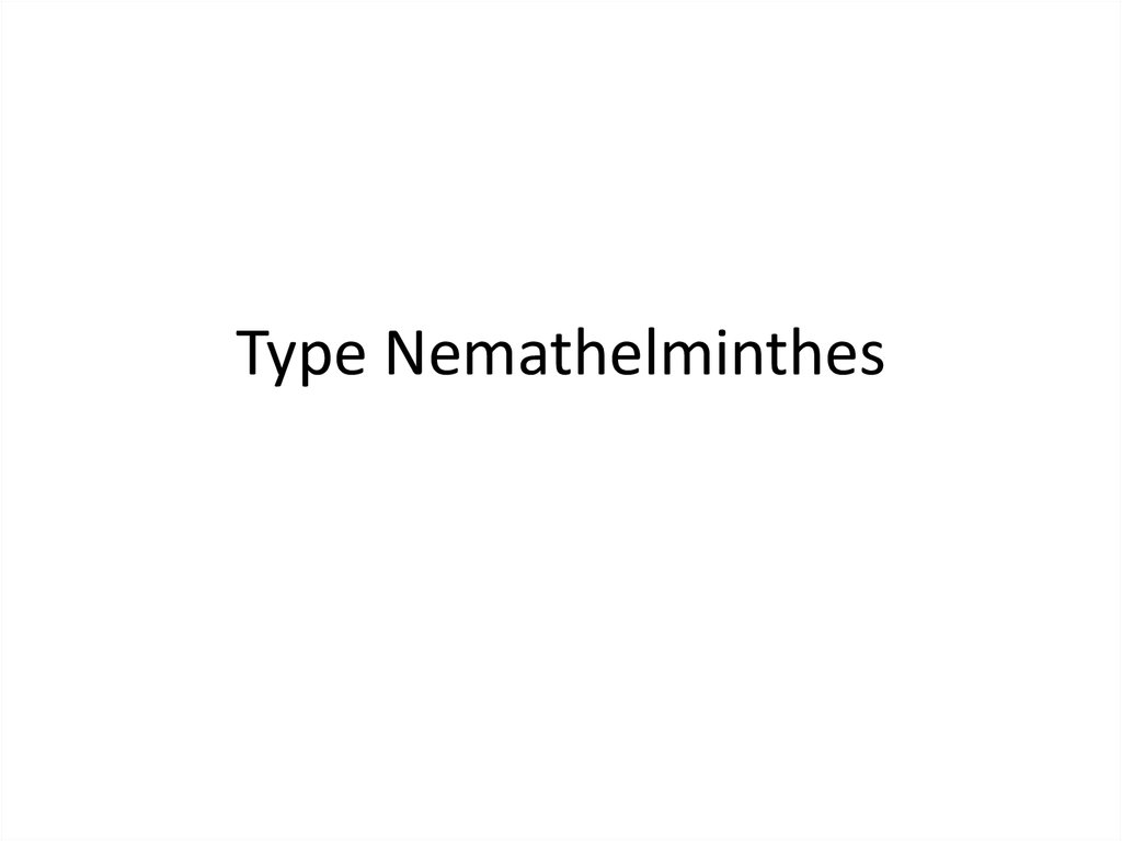 Klassifikasi nemathelminthes ppt. Phylum aschelminthes ppt