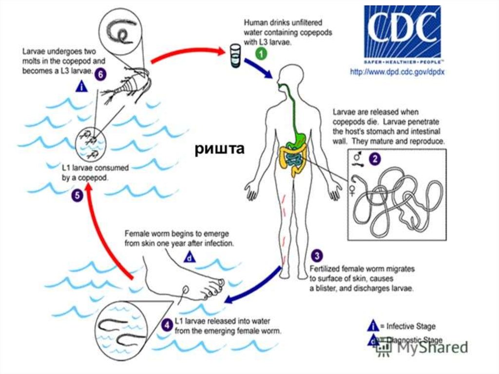 Схема жизненного цикла ришты