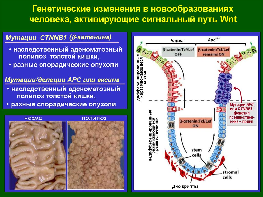 Генетические изменения. Сигнальные пути в опухолевой клетке. Сигнальные пути клеточной регуляции. Генетические изменения человека.