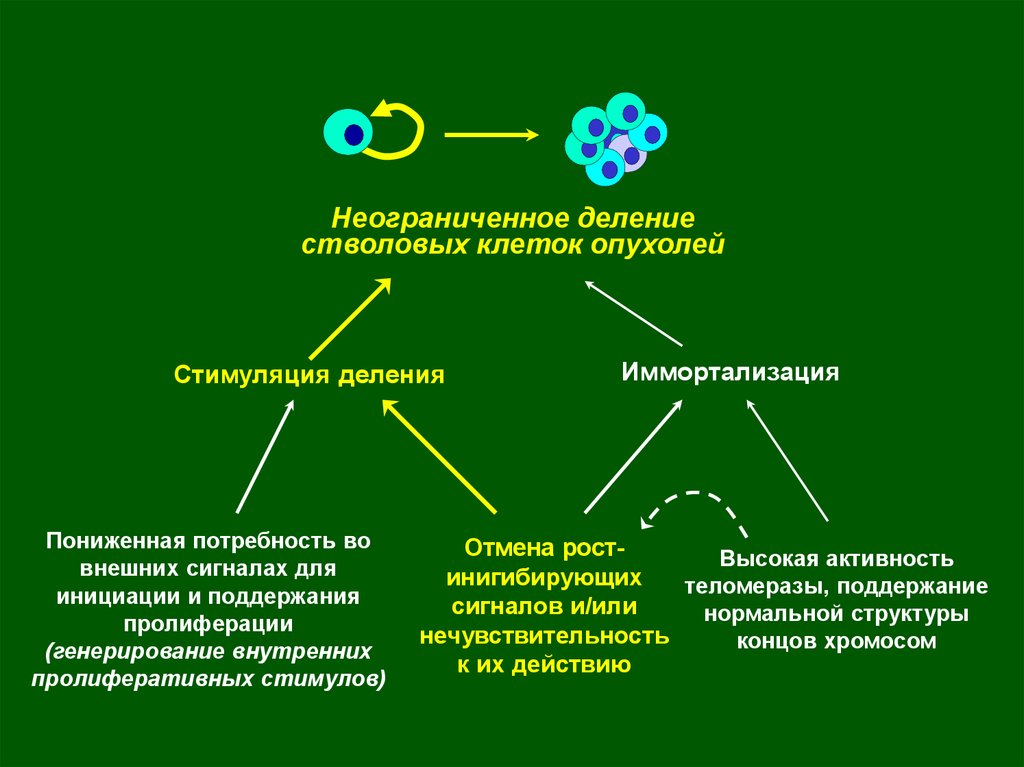 Роль клетки в природе