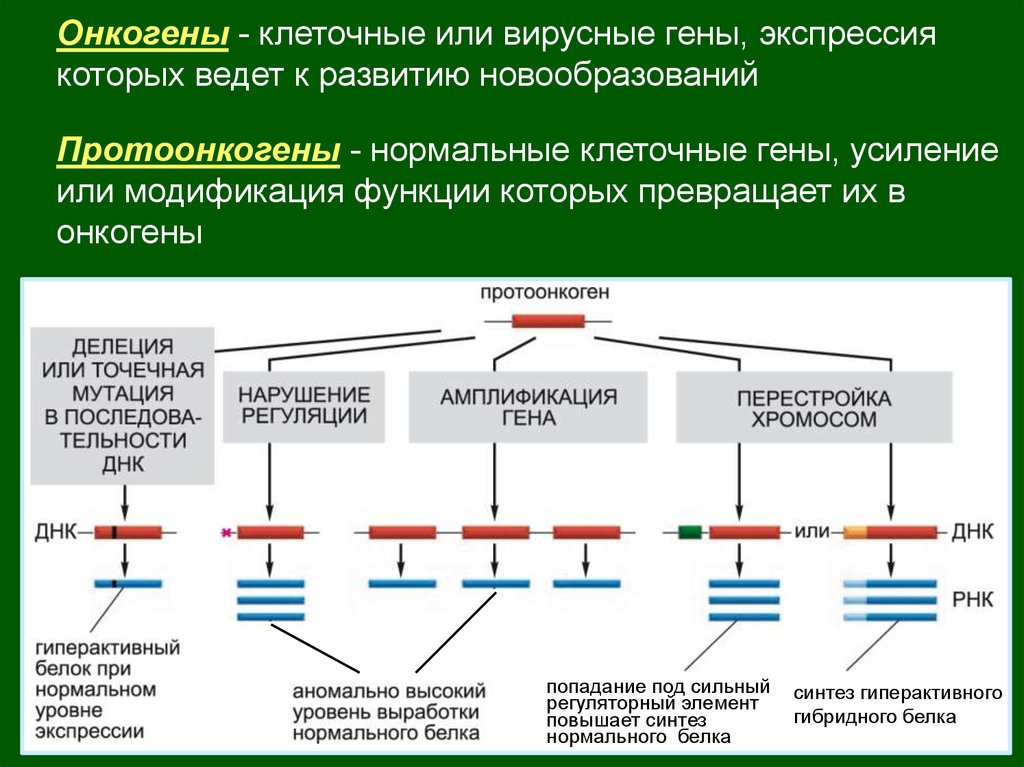 Ген развития. Онкогены. Функции протоонкогенов схема. Клеточные онкогены. Клеточные протоонкогены онкогены и антионкогены.