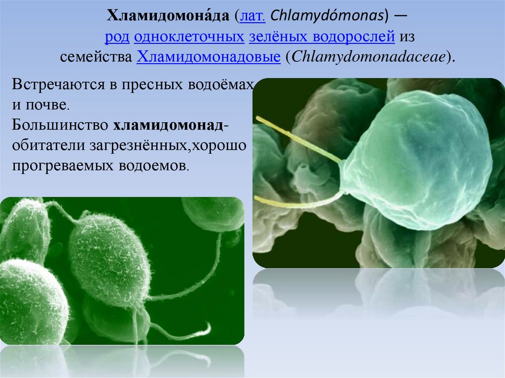 Одноклеточная зеленая водоросль хламидомонада