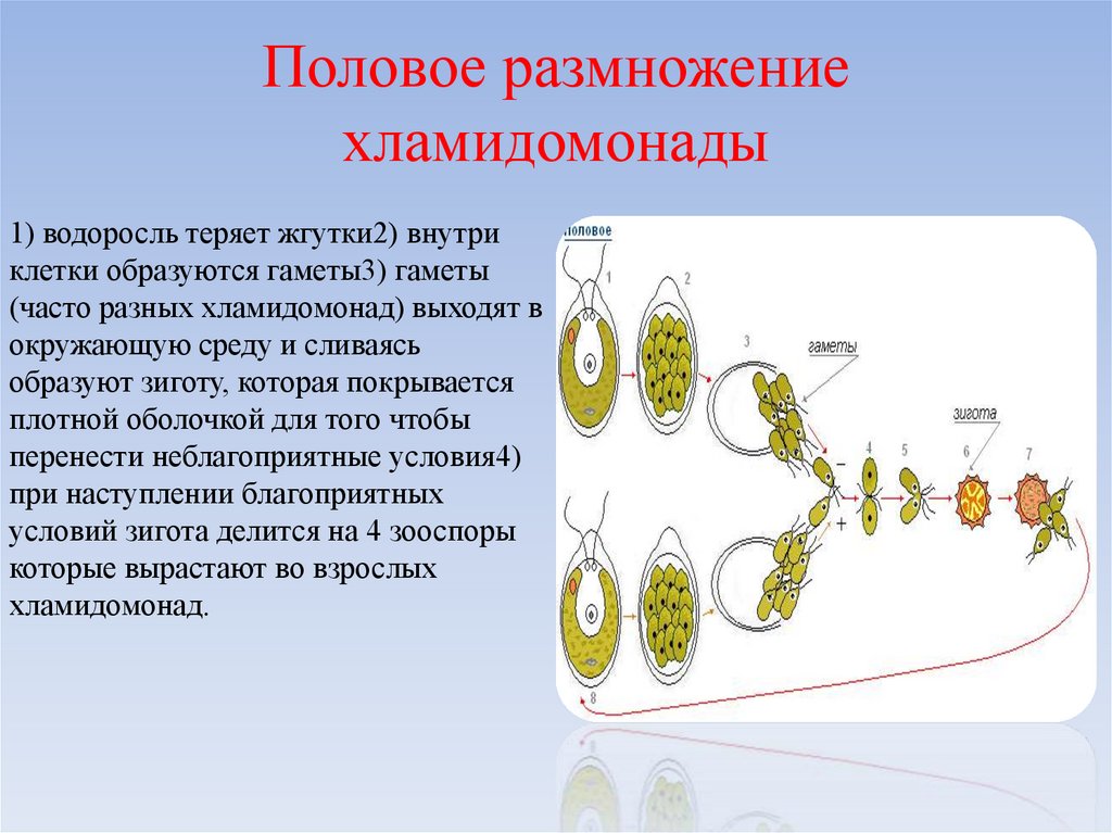 Размножение клеток водорослей. Размножение водорослей хламидомонада. Жизненный цикл развития хламидомонады. Этапы полового размножения хламидомонады. Образуются зооспоры хламидомонады.