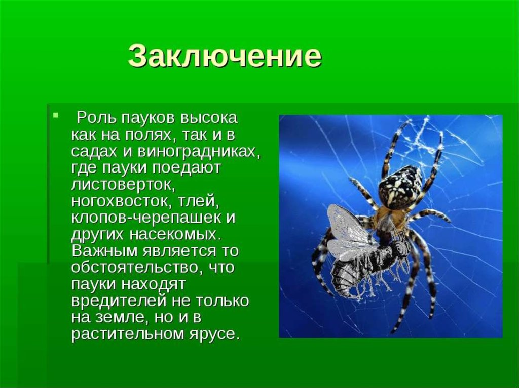У пауков прикрепленный образ жизни. Насекомые и паукообразные. Роль паукообразных в природе. Доклад про паука. Сообщение на тему пауки.