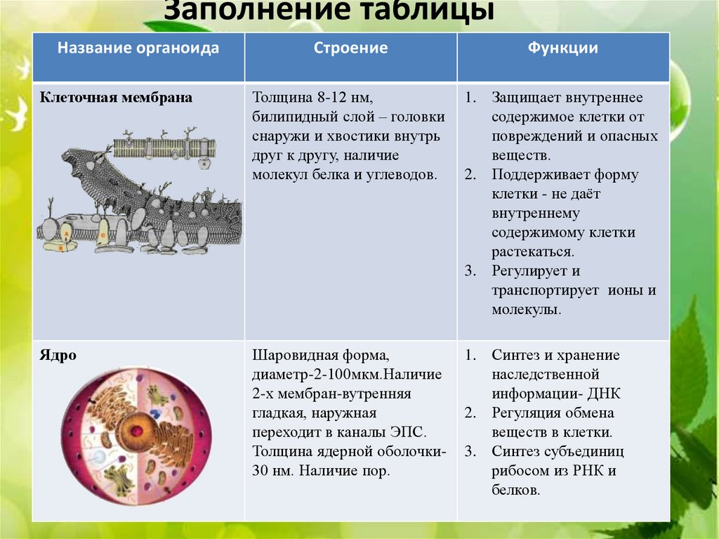 Строение и функции клеточной мембраны