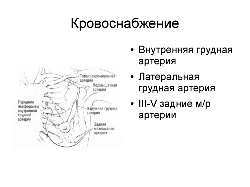 Анатомия молочной железы презентация