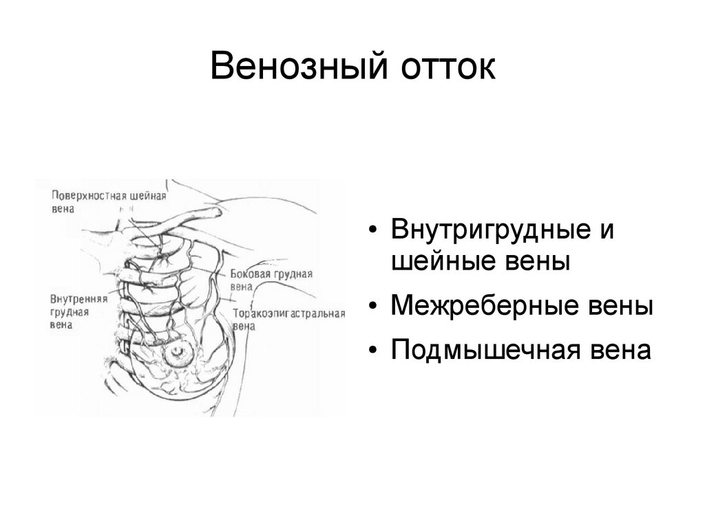 Анатомия молочной железы презентация