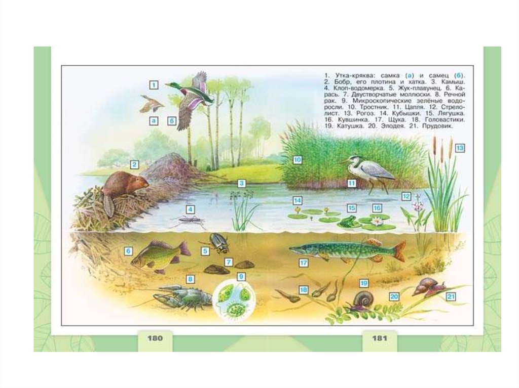 Окружающий мир рабочая тетрадь пресных водах. Схема цепи питания пресноводного водоема. Цепь питания в пресных Водах 4 класс окружающий мир. Цепь питания в пресных водоемах 4 класс окружающий мир. Цепь питания пресноводного водоема.