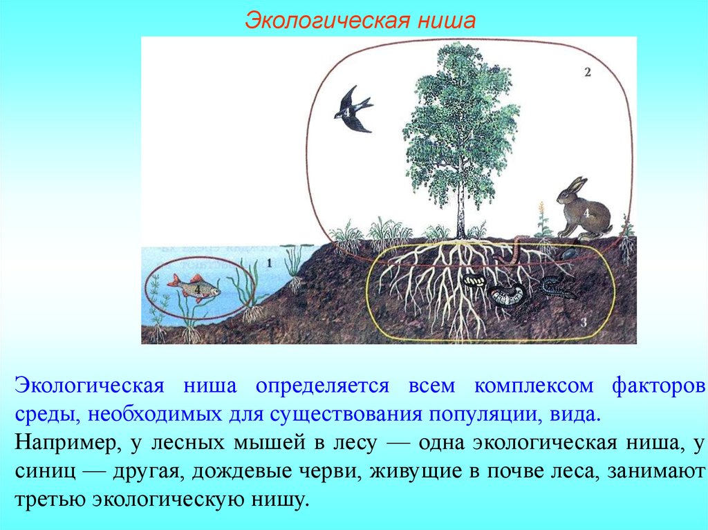 2 примера экологических ниш. Экологическая ниша. Экологическая ниша это в биологии. Понятие экологической ниши. Экологические ниши растений.