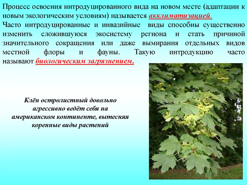 Экологическими условиями называют. Интродукция. Экологическая Интродукция. Интродукция растений примеры. Интродукция новых видов животных.