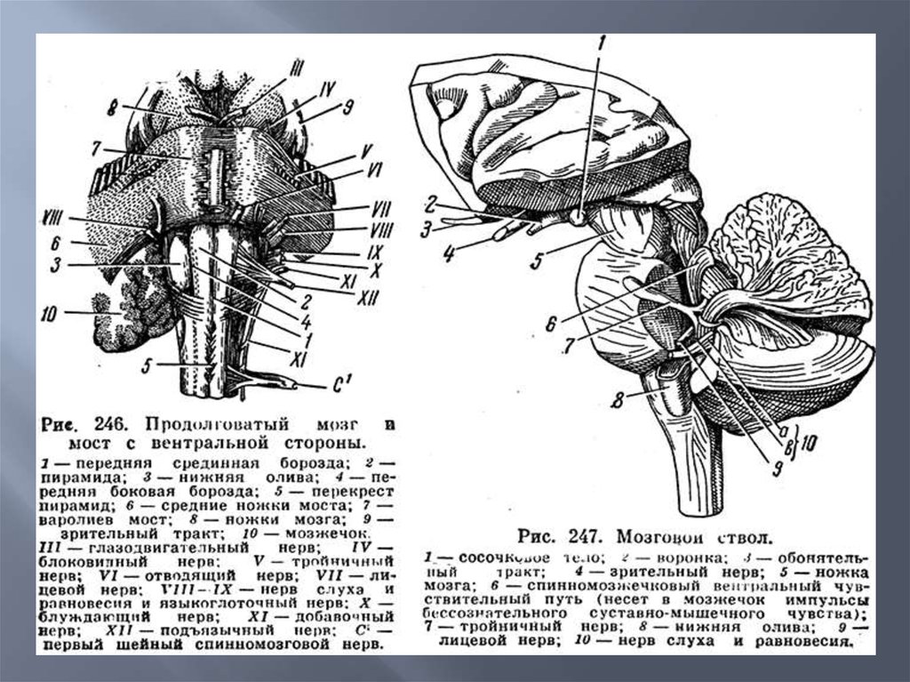 Продолговатый мозг на рисунке