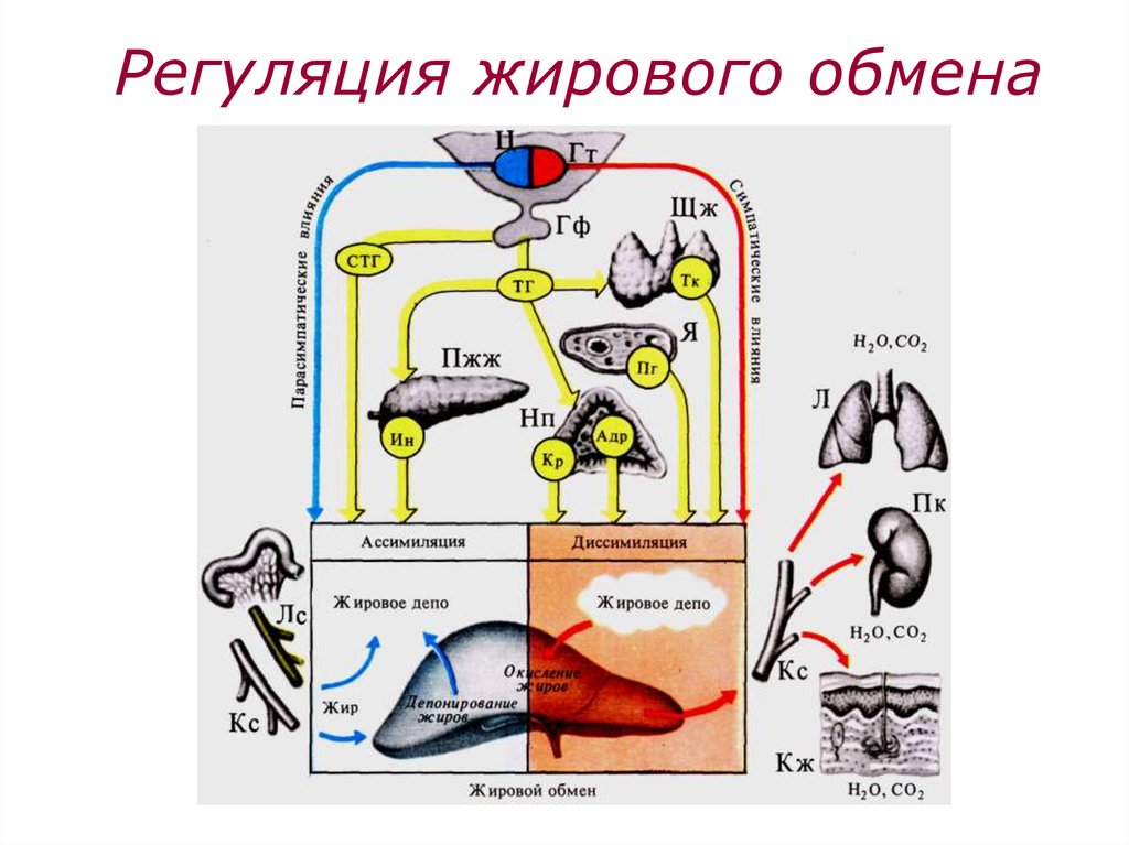 Обмен веществ и питание презентация