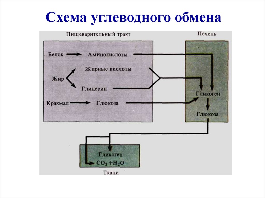 Регулятор обмена веществ