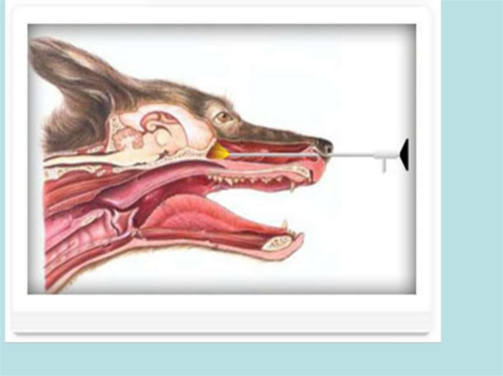 Риноскопия для собаки