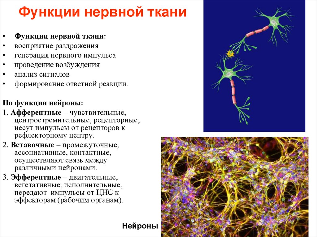 Какую роль играет нервная. Нервная ткань строение и функции. Особенности строения нервной ткани. Характеристика нервной ткани структура. Функции нервной ткани.