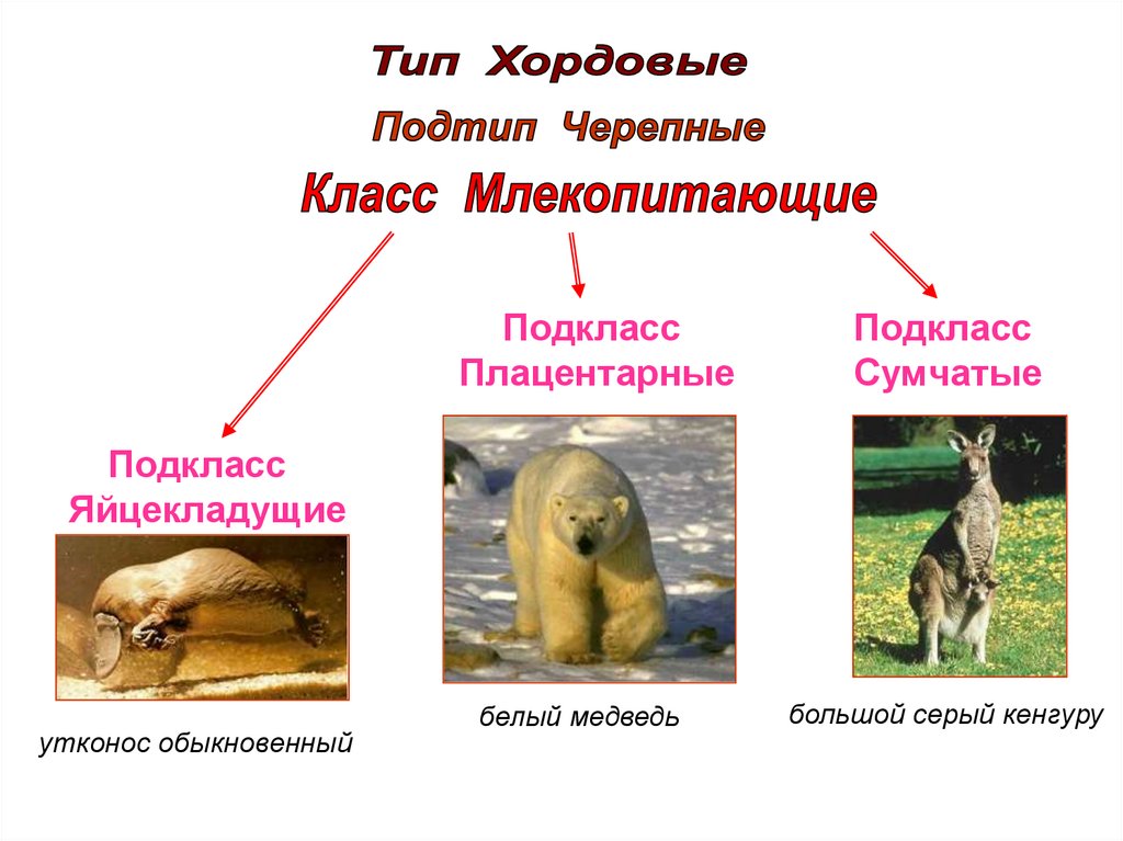 Обобщение по теме млекопитающие 7 класс презентация