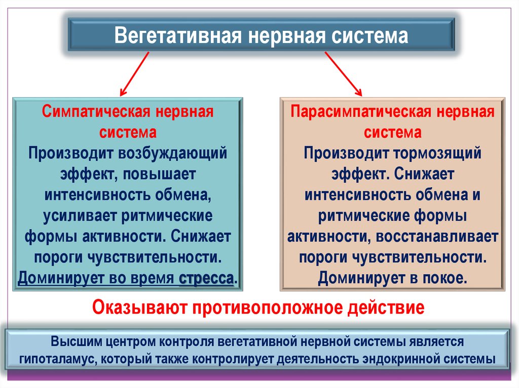 Снижает симпатическую активность. Различие симпатичнской и метасимпатической. Симпатическая и парасимпатическая отличия. Отличия симпатической и парасимпатической нервной. Разница парасимпатической и симпатической нервной системы.