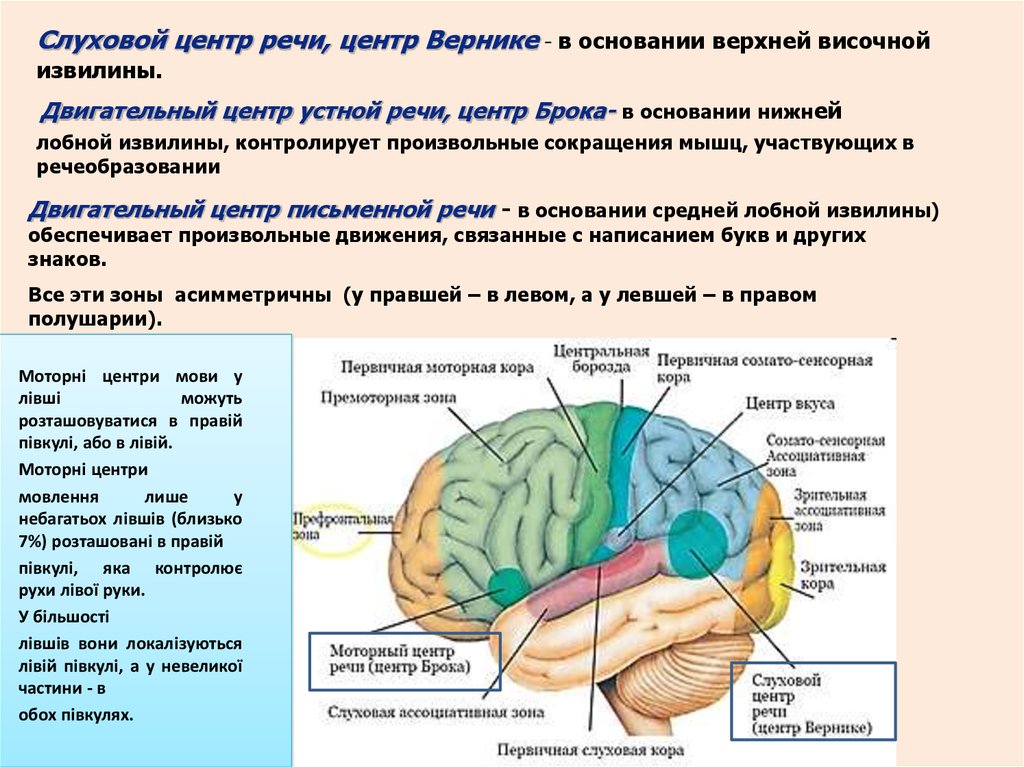 В каком отделе мозга находится центр слуха. Речевые зоны мозга Брока и Вернике. Речевые центры. Зона Брока. Зона Вернике. Слуховой центр речи (центр Вернике). Извилины головного мозга центр Брока.