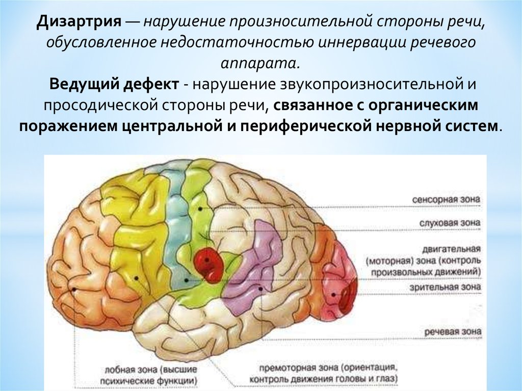 Кожно мышечная зона головного мозга. Речевые зоны коры головного мозга Брока. Сенсорная зона коры головного мозга.