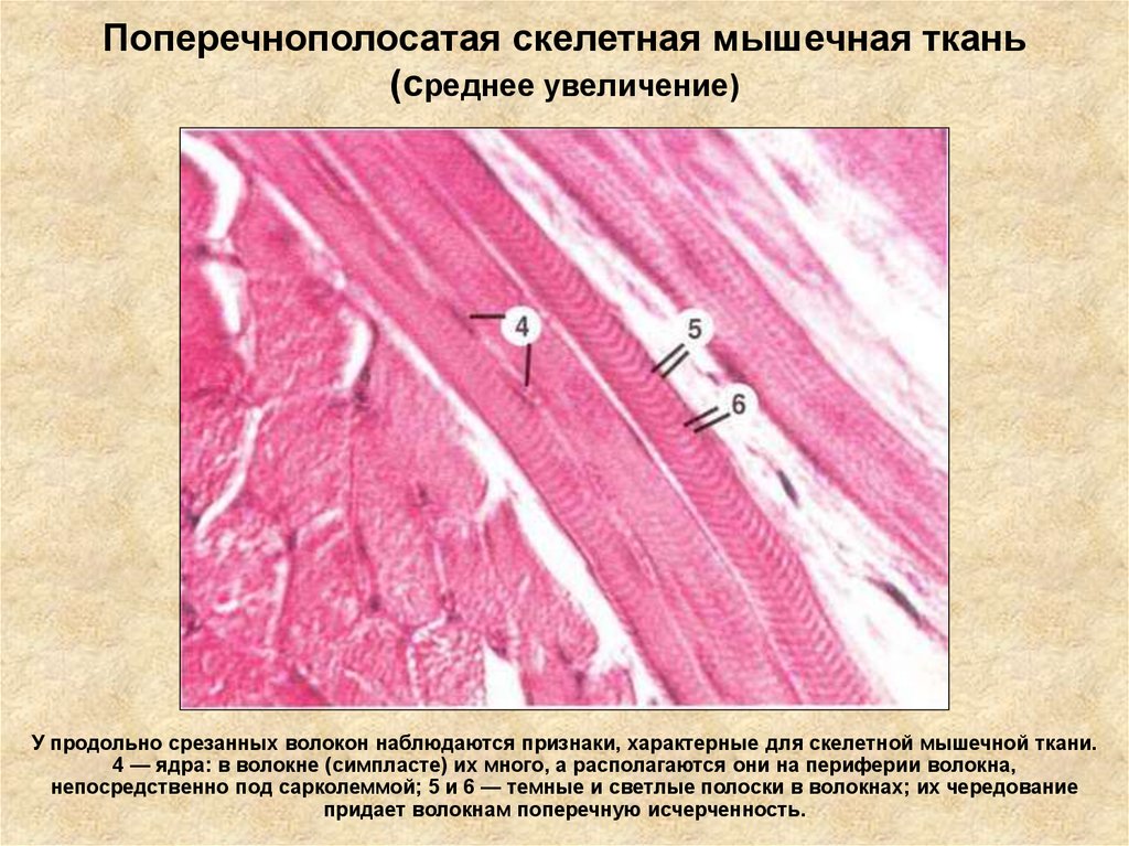 Поперечнополосатая скелетная мышечная ткань (среднее увеличение)