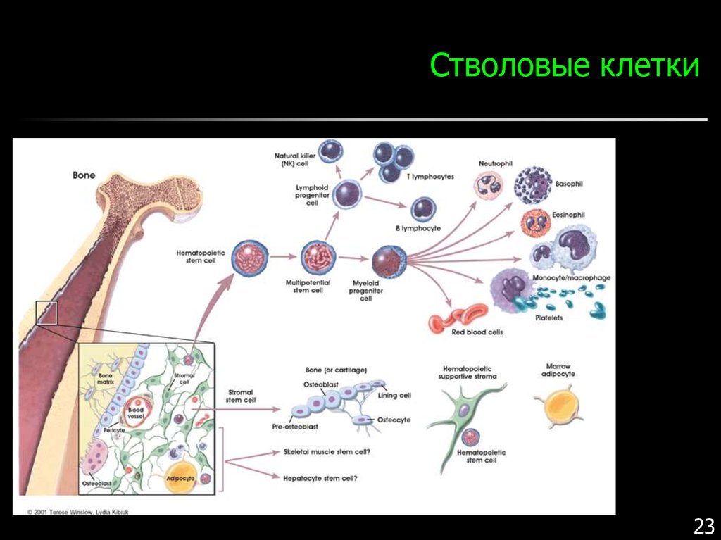 Метод стволовых клеток. Стволовые клетки. Стволовые клетки ортопедия. Стволовые клетки в трубчатой кости. Терапия стволовыми клетками.